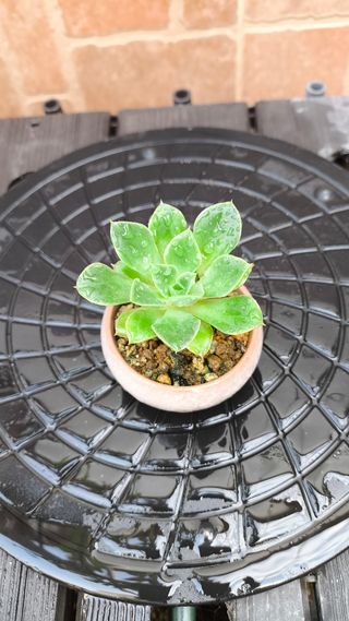 Echeveria Secunda. Suculenta