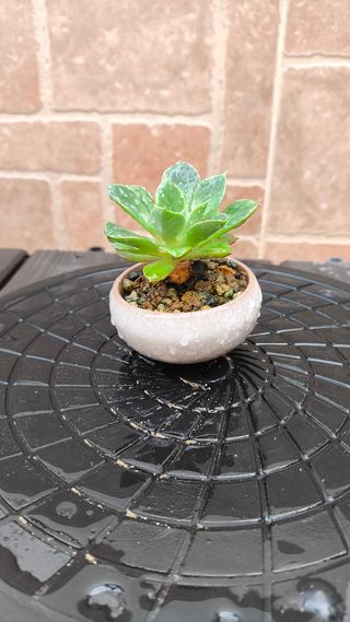 Echeveria Secunda. Suculenta