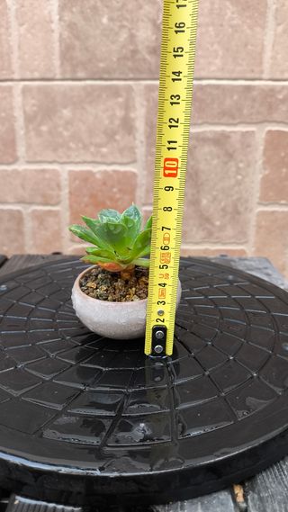 Echeveria Secunda. Suculenta