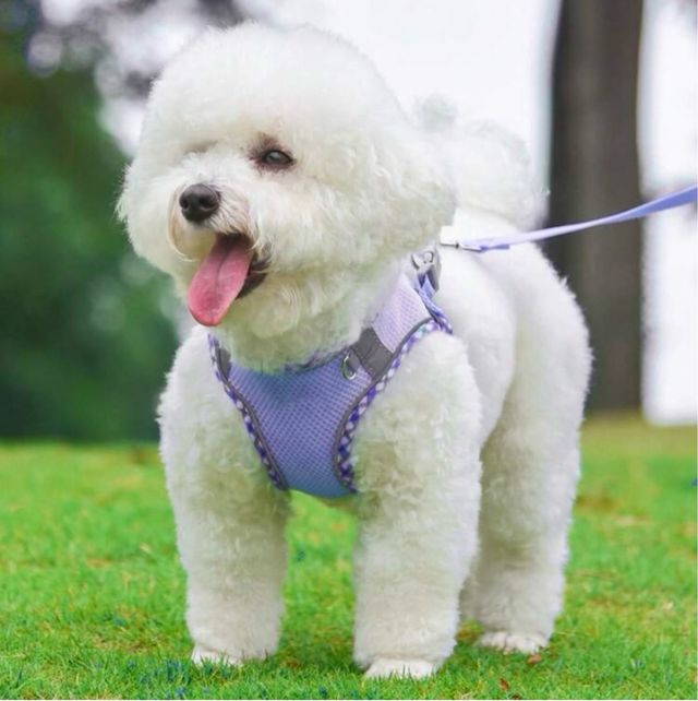 Arnés y correa XS para perro 