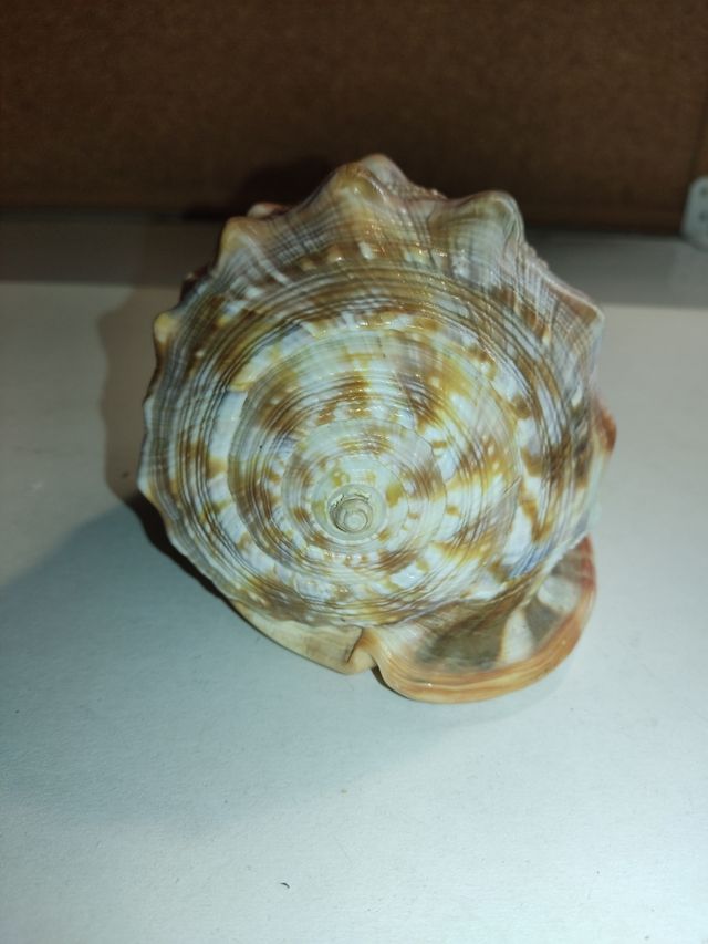 Caracola Marina Grande