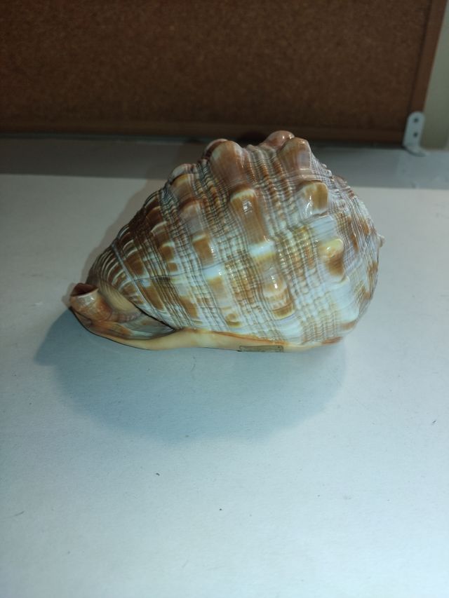 Caracola Marina Grande