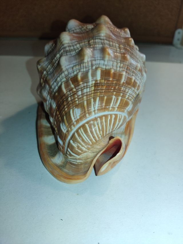 Caracola Marina Grande