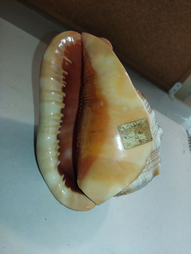 Caracola Marina Grande