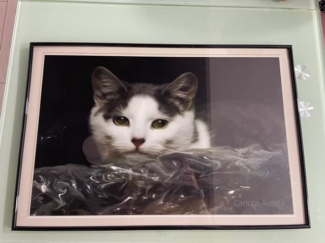 Foto di gatto incorniciata