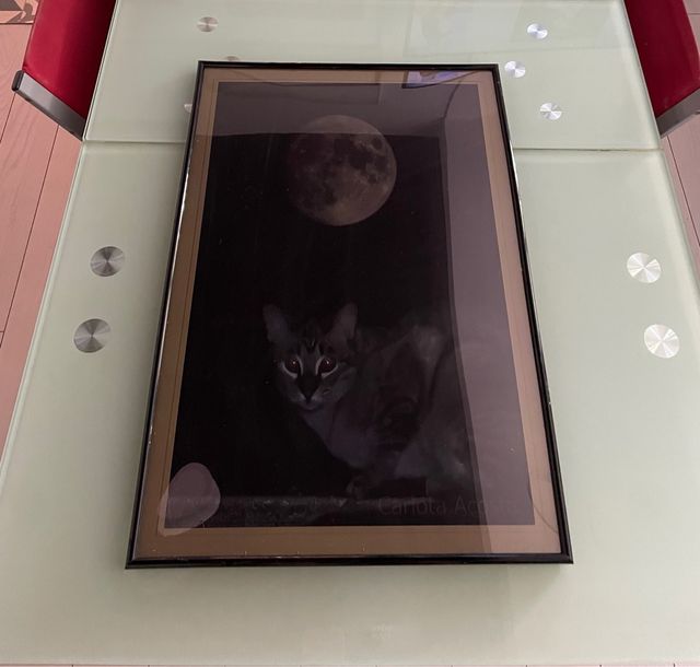 Foto incorniciata del gatto e della luna piena