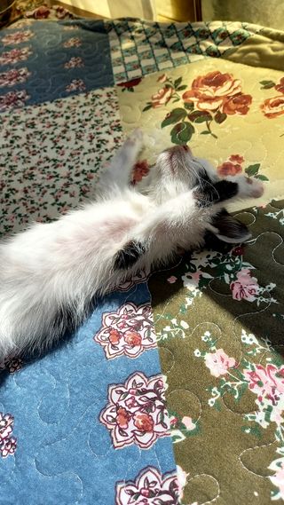 Cuidado de mascotas, perros y gatos