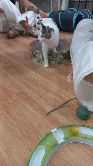 Cuidado de mascotas, perros y gatos