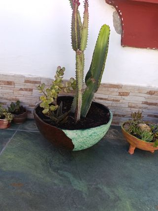 Maceta cerámica cactus - marrón-verde