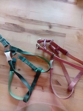 Accessori cani taglia piccola