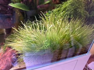 Planta acuática Blyxa japónica
