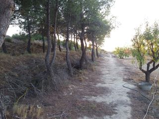 Casa campo Almansa