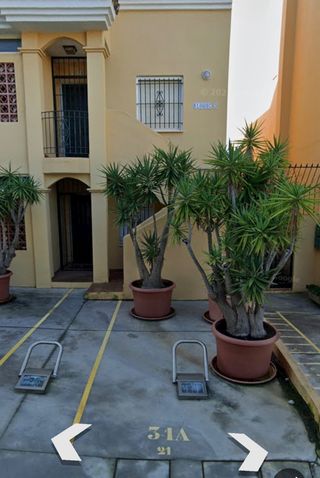 5 Yucas Pie de Elefante - Macetas