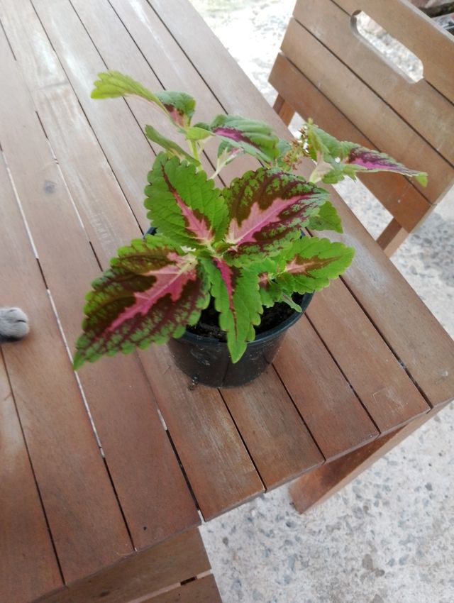Coleus plantas (2)