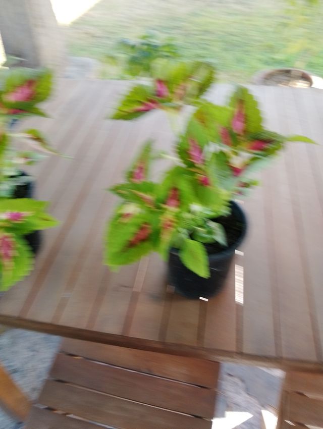 Coleus plantas (2)