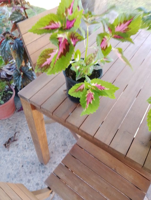 Coleus plantas (2)