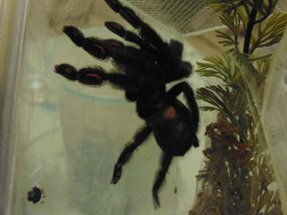 Terrario Exo-Terra Nano Tall - 2 uds