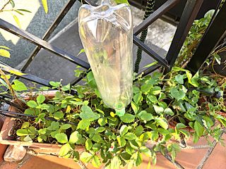 Goteros riego plantas x21