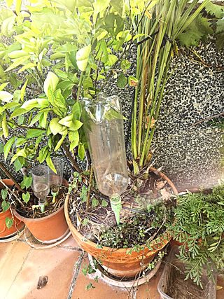Goteros riego plantas x21