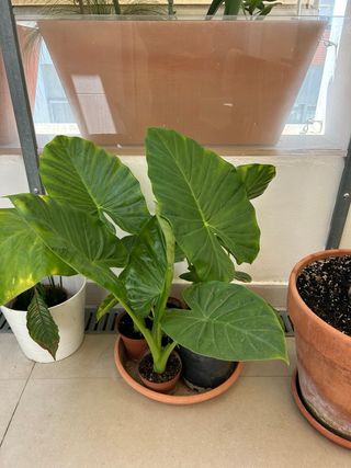 Plantas Alocasia mediana