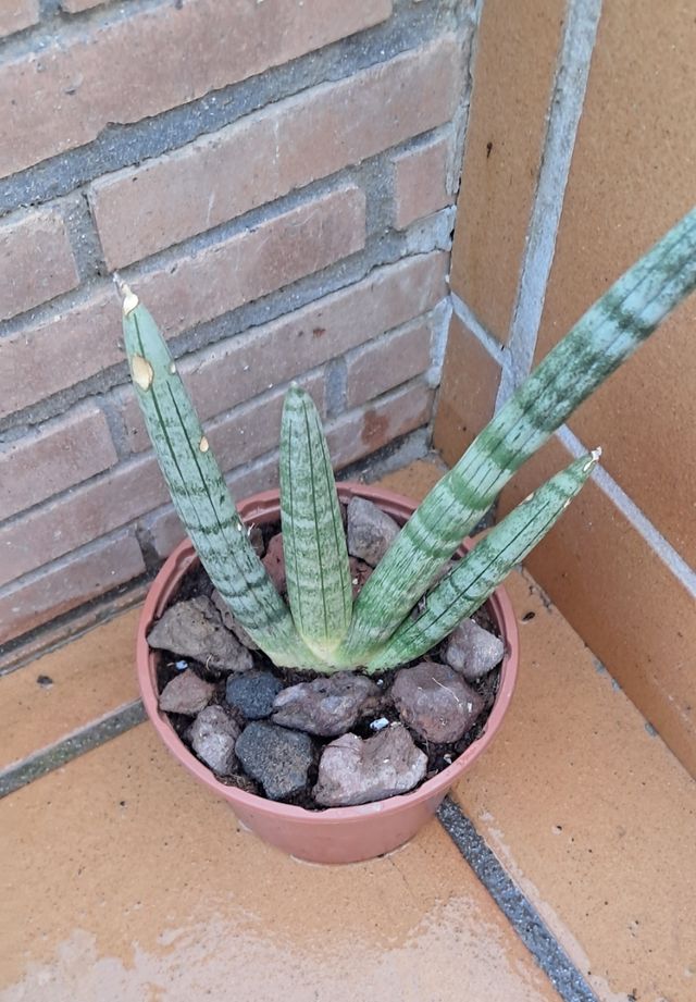 Sansevieria cylindrica - Planta