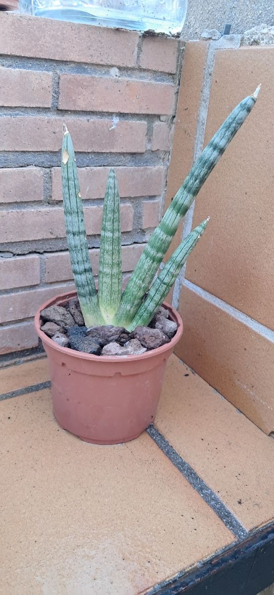 Sansevieria cylindrica - Planta