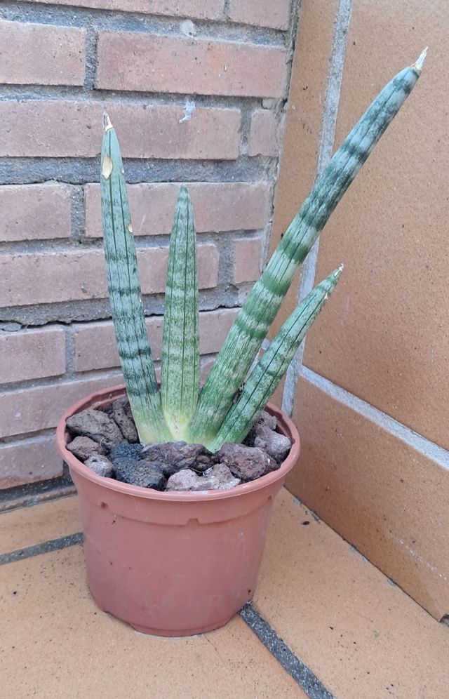 Sansevieria cylindrica - Planta
