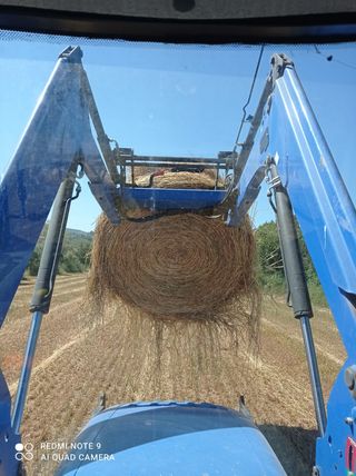Balas de cebada en flor