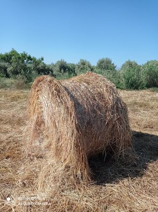 Balas de cebada en flor