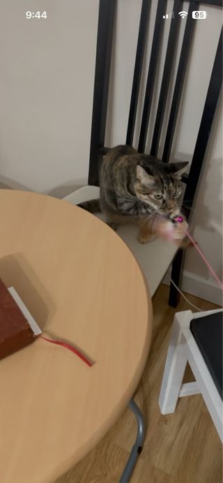 Guarderia de mascotas, guarderia de perro y gato