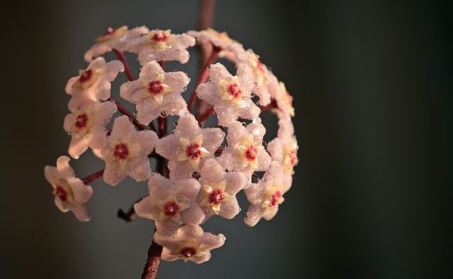 Hoya Carnosa - Pianta in vaso