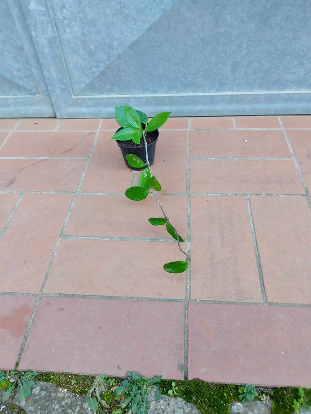Hoya Carnosa - Pianta in vaso