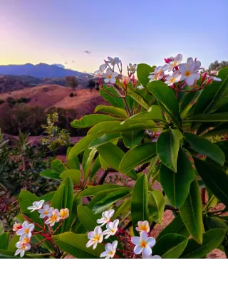 Plumeria - Planta en maceta