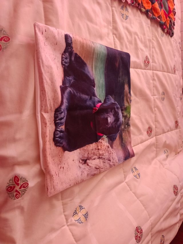 Funda cojín perro labrador 45x45cm