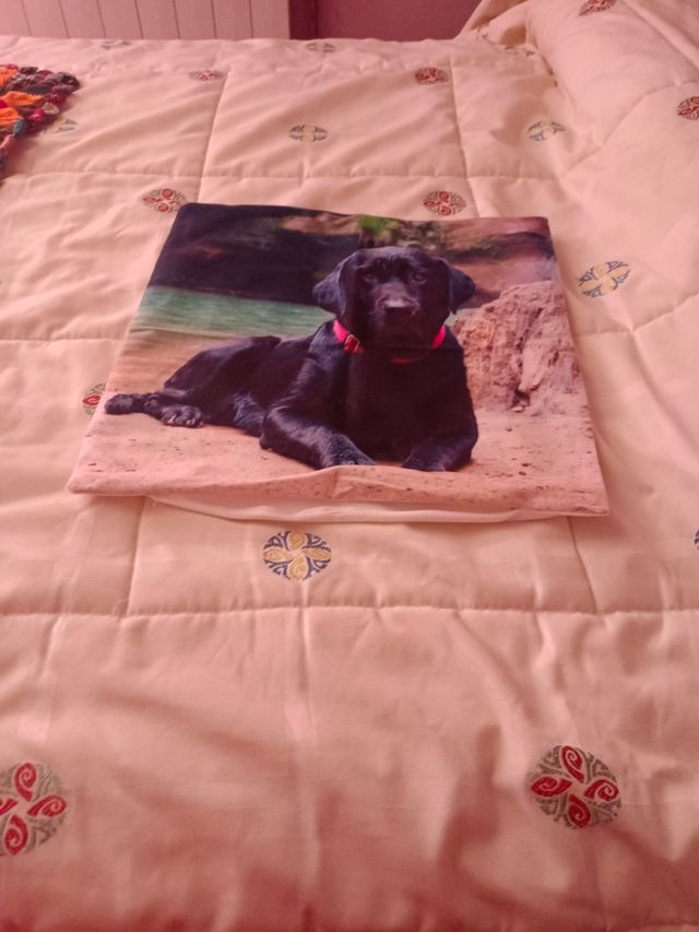 Funda cojín perro labrador 45x45cm