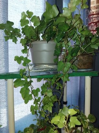 Planta de hiedra