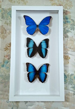 Quadro 3 farfalle Morpho blu