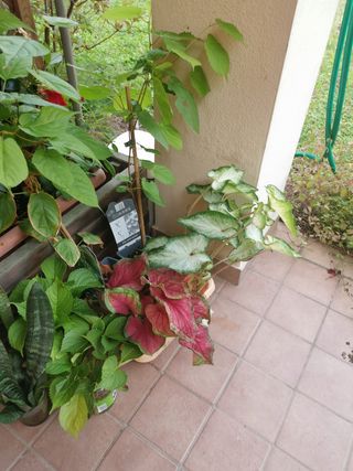 Caladium rosa