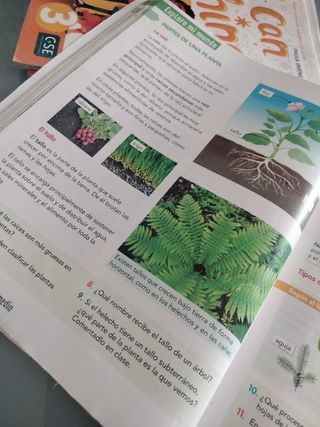 CONOCIMIENTO DEL MEDIO 3 (COMUNIDAD ZOOM)