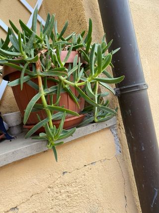 Pianta succulenta Unghie di strega