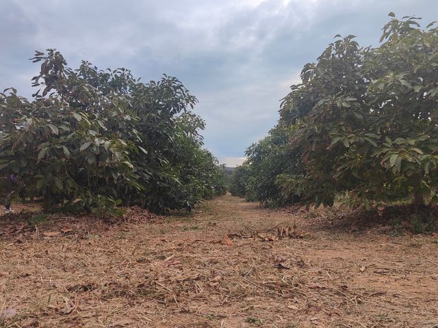 Campo aguacates producción,