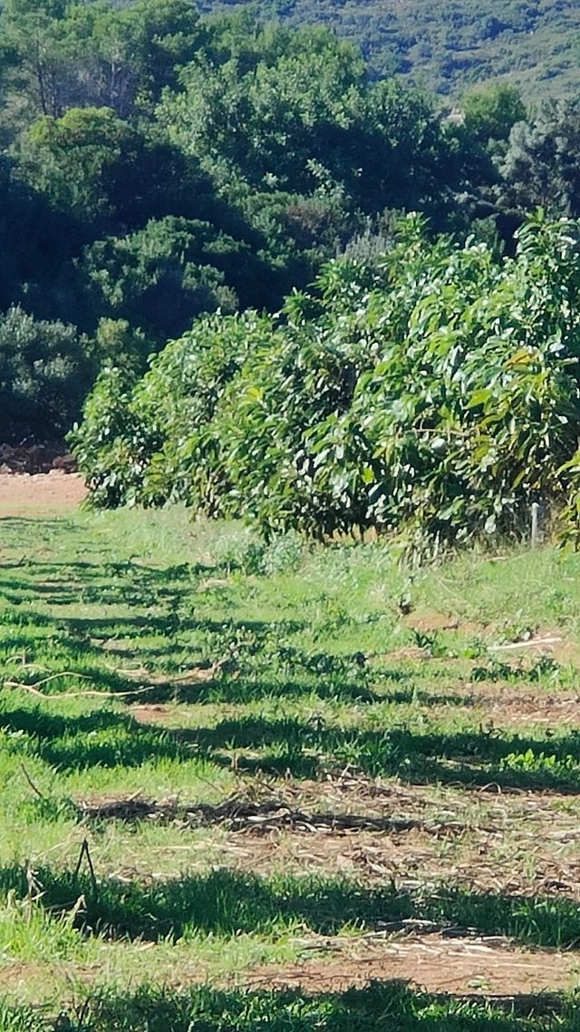 Campo aguacates producción,