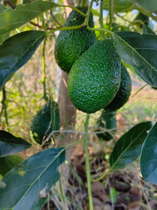 Campo aguacates producción,