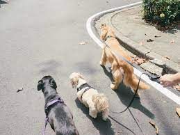 PASEO Y CUIDO MASCOTAS