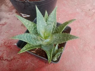 Aloe Vera - Planta suculenta 