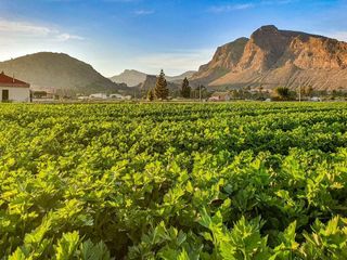 Piso en venta en Almoradí