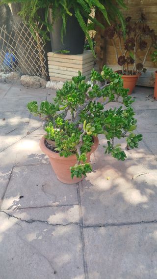 Planta suculenta bonsai