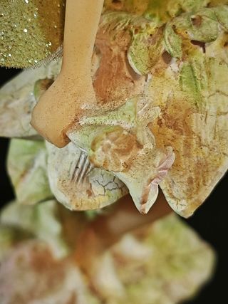 Fata dei fiori - Statuetta