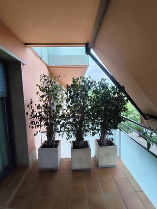 3 Ficus en macetas