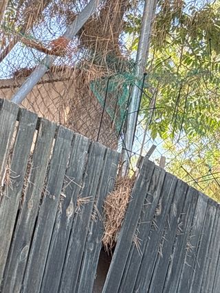 pinocha de pino